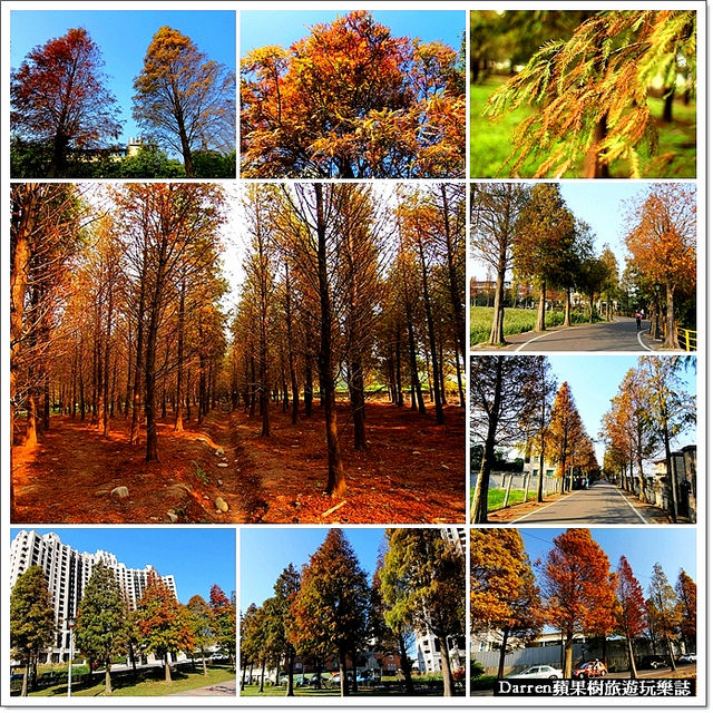 桃園景點,落羽松景點,落雨松景點,桃園落羽松,八德落羽松,玉山公園落羽松,大溪落羽松大道,八德落羽松森林