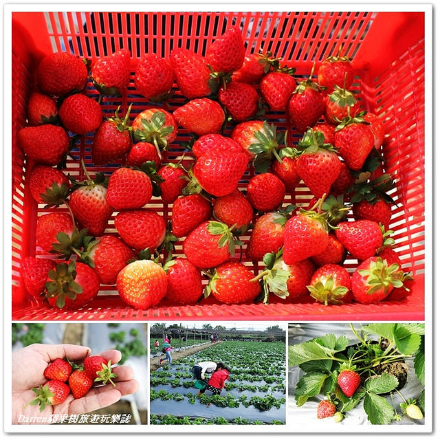桃園草莓園,草莓園,桃園景點,桃園採草莓 @Darren蘋果樹旅遊玩樂誌