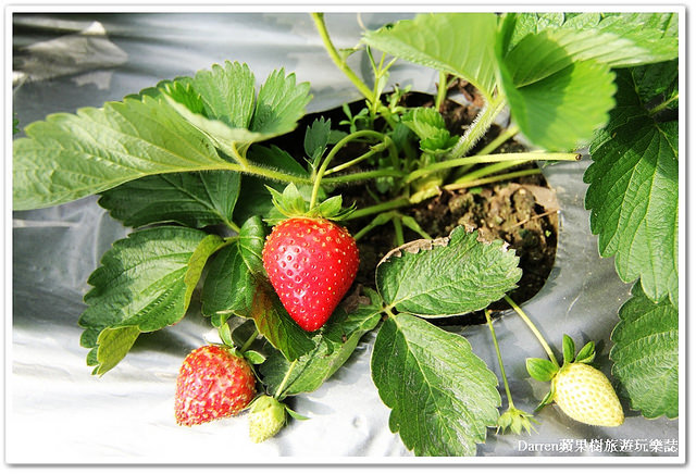 桃園草莓園,草莓園,桃園景點,桃園採草莓