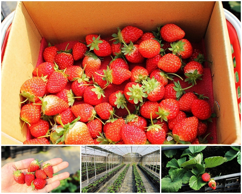 桃園採草莓 採草莓季節 大溪草莓 北部採水果 石門草莓園 玄盛發農場 323溫室農場
