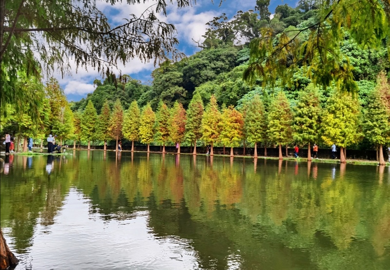 月眉人工濕地生態公園|桃園大溪天空之鏡落羽松秘境怎麼去公車交通