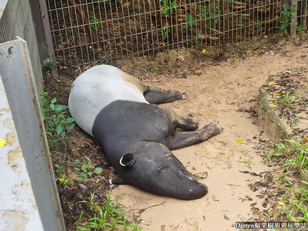 富國島動物園,富國島長頸鹿餐廳,富國島景點,富國島自由行,珍珠野生動物園,越南旅遊,富國島野生動物園