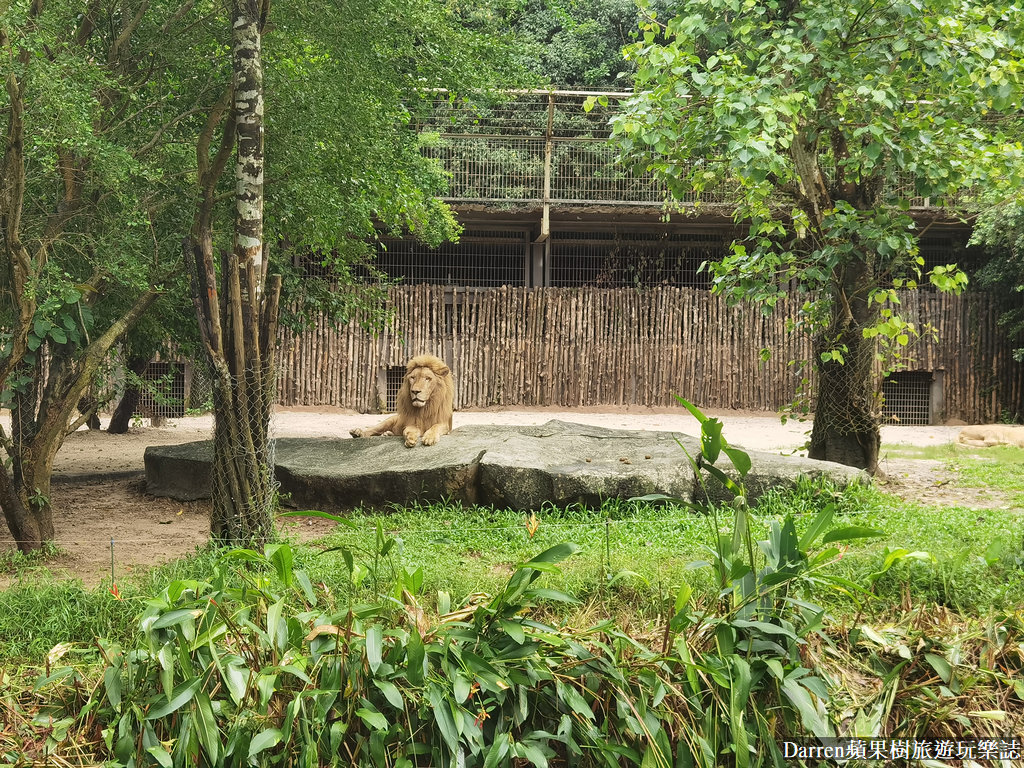 富國島動物園,富國島長頸鹿餐廳,富國島景點,富國島自由行,珍珠野生動物園,越南旅遊,富國島野生動物園