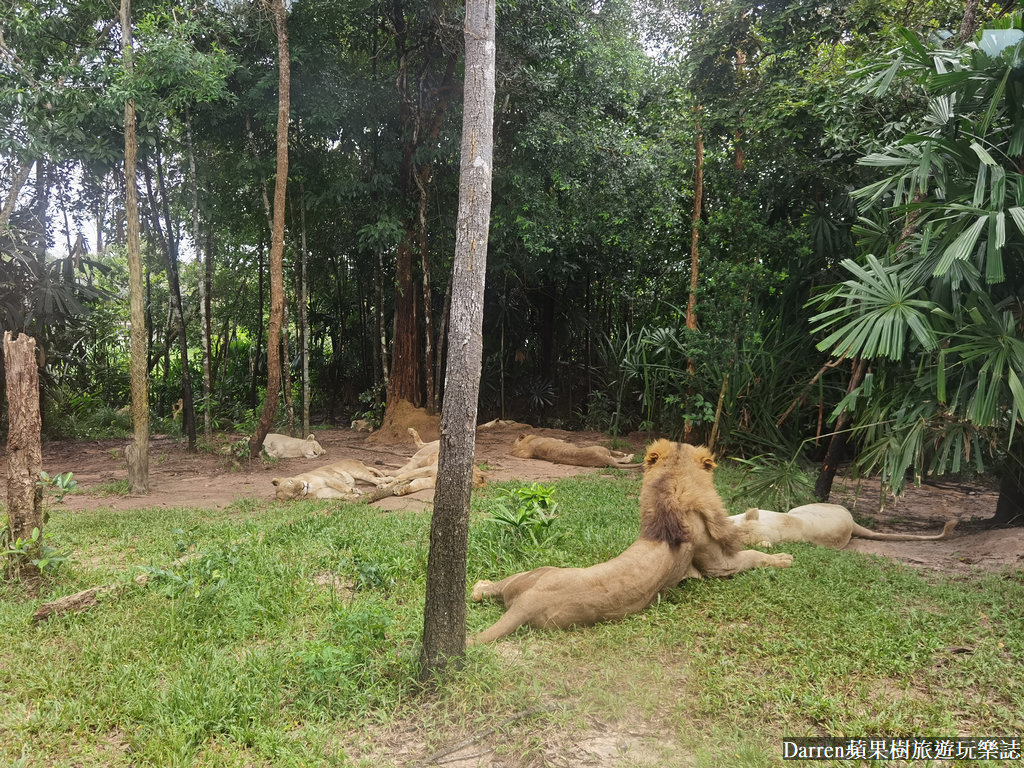 富國島動物園,富國島長頸鹿餐廳,富國島景點,富國島自由行,珍珠野生動物園,越南旅遊,富國島野生動物園