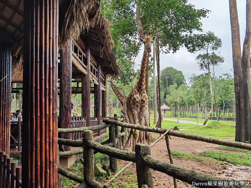 富國島動物園,富國島長頸鹿餐廳,富國島景點,富國島自由行,珍珠野生動物園,越南旅遊,富國島野生動物園