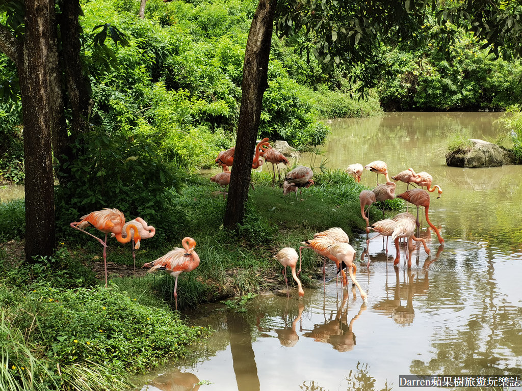 富國島動物園,富國島長頸鹿餐廳,富國島景點,富國島自由行,珍珠野生動物園,越南旅遊,富國島野生動物園